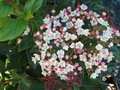 Viburnum tinus 'Gwenlian', 25-30 3L, Sneeuwbal