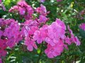 Phlox paniculata 'Rijnstroom', Vlambloem