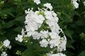 Phlox paniculata 'White Admiral', Vlambloem