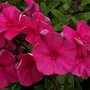 Phlox paniculata 'Tenor', Vlambloem