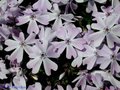 Phlox subulata 'Emerald Cushion Blue', Vlambloem