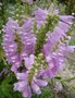 Physostegia virginiana, Scharnierplant