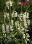 Physostegia virginiana 'Alba', Scharnierplant