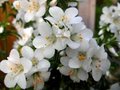 Polemonium caeruleum 'Alba', jacobsladder