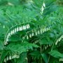 Polygonatum multiflorum, Salomonszegel