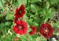 Potentilla atrosanguinea , Ganzerik