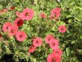 Potentilla 'Gibson's Scarlet', Ganzerik