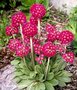 Primula denticulata 'Rubin', Sleutelbloem