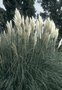 Cortaderia selloana 'Sunningdale Silver', Pampasgras