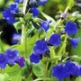 Pulmonaria angustifolia 'Azurea', Longkruid