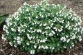 Pulmonaria officinalis 'Sissinghurst White', Longkruid