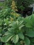 Rodgersia aesculifolia, Schout bij nacht