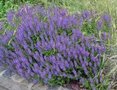 Salvia nemorosa 'Blauhügel', Sierlelie