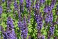 Salvia nemorosa 'Blaukoenigin', Sierlelie