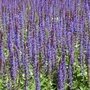 Salvia nemorosa 'Ostfriesland', Sierlelie