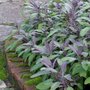 Salvia officinalis 'Berggarten', Sierlelie/Salie