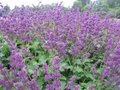 Salvia verticillata 'Purple rain', Sierlelie