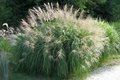 Miscanthus sinensis 'Herman Mussel', Chinees riet