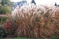 Miscanthus sinensis purpurascens, Chinees riet