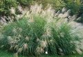 Miscanthus sinensis 'Silberfeder', Chinees riet