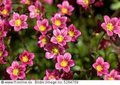 Saxifraga arendsii 'Peter pan', Steenbreek