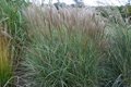 Miscanthus sinensis 'Silberspinne', Chinees riet