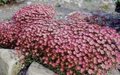 Saxifraga arendsii 'Purperteppich', Steenbreek