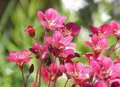 Saxifraga arendsii , Steenbreek