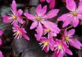 Saxifraga cortusifolia 'Black Ruby' (TC) , Steenbreek