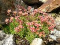 Saxifraga moschata 'Pixie', Steenbreek