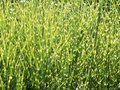 Miscanthus sinensis 'Zebrinus', Chinees riet