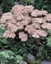 Sedum 'Matrona', vetkruid