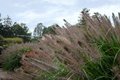 Pennisetum alopecuroides, P9 Lampepoetsersgras