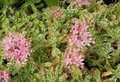 Sedum spurium 'Variegatum', vetkruid