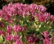 Sedum telepium 'Herbstfreude', vetkruid