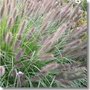 Pennisetum viridescens P9, Lampepoetsersgras