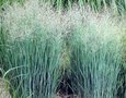 Panicum virgatum 'Squaw', Vingergras