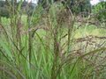 Panicum virgatum 'Warrior' Vingergras