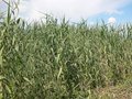 Phragmites australis, Riet