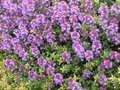 Thymus 'Doone valley', Siertijm