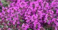 Thymus praecox 'Purple beauty', Siertijm