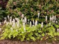 Tiarella wherryi, Perzische muts