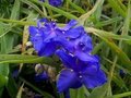 Tradescantia andersoniana 'Zwanenburg Blue', Eendagsbloem