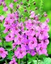 Verbascum 'Pink Domino', Toorts