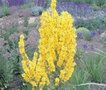 Verbascum olympicum, Toorts