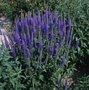 Veronica longifolia 'Blauriesin', Ereprijs