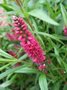 Veronica spicata 'Rotfuchs', Ereprijs