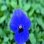 Viola cornuta 'Velour Blue', Viooltje