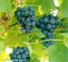 Vitis 'Boskoop Glory', Druif