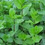 Mentha piperita 'Peppermint', Munt